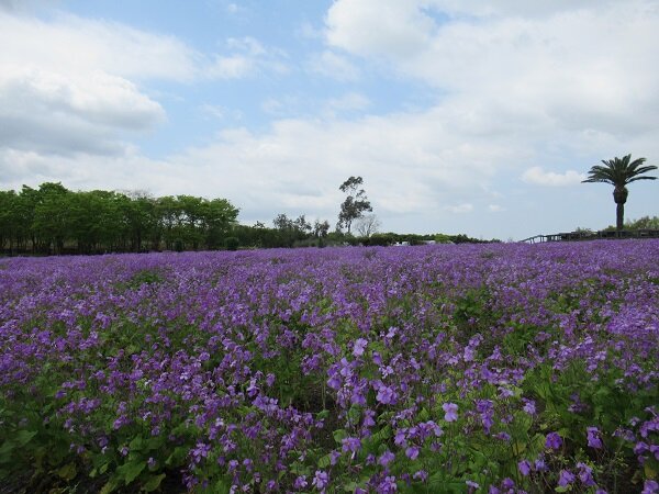 murasakihanana