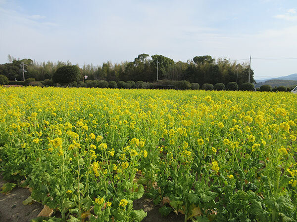 菜の花