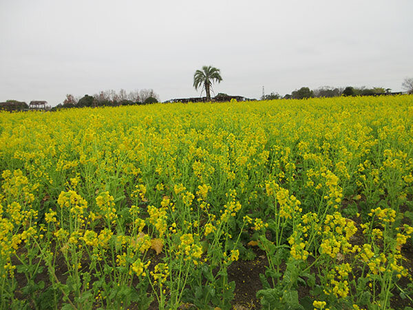 菜の花