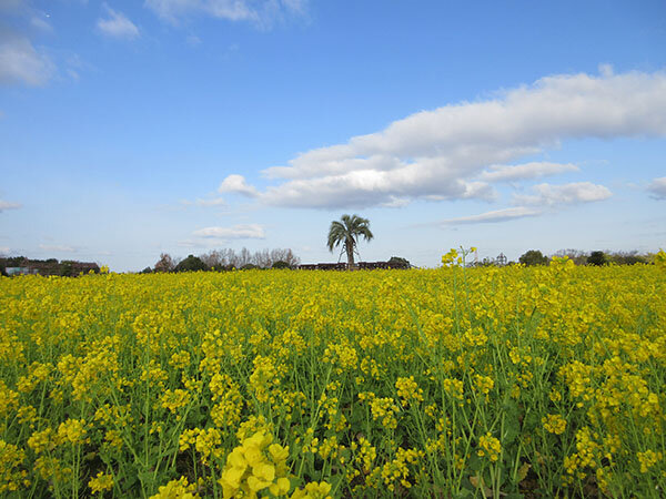菜の花