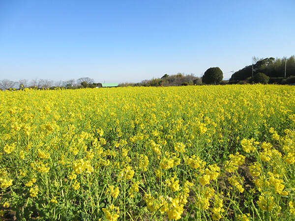 菜の花