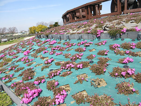 芝桜