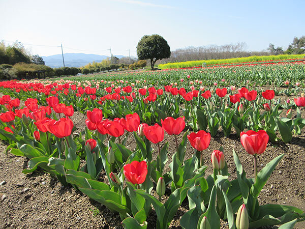 チューリップ