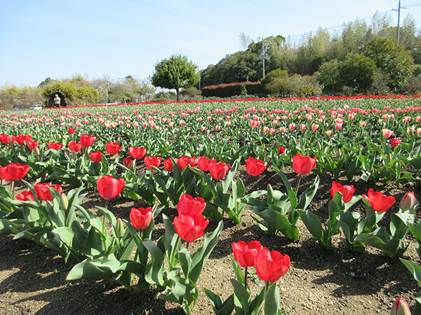チューリップ