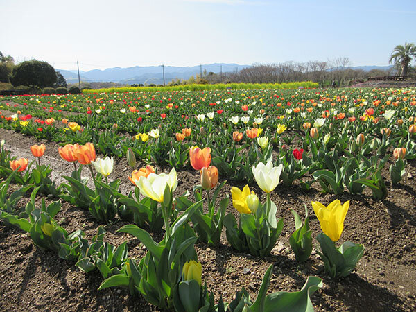 チューリップ