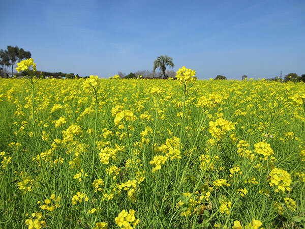 菜の花