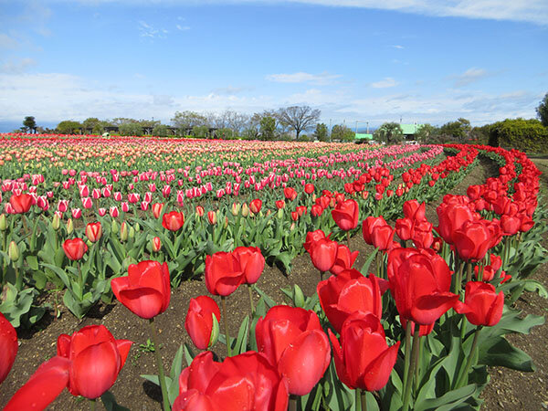 チューリップ