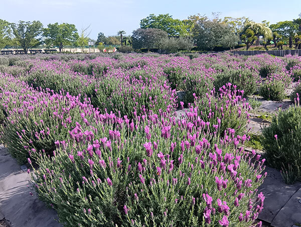 フレンチラベンダー