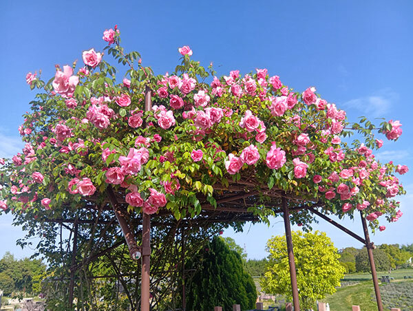 リージャンロードクライマー