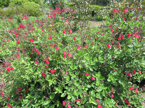 チェリーセージ