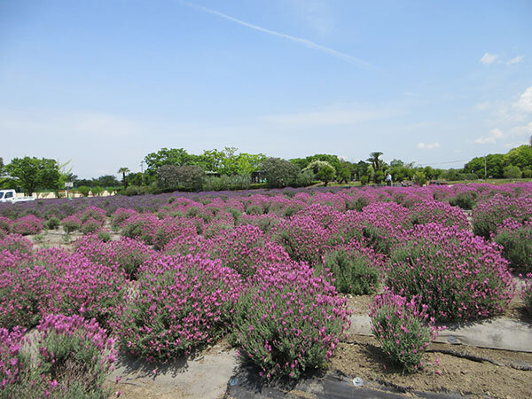 フレンチラベンダー