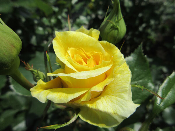 ゴールドバニー