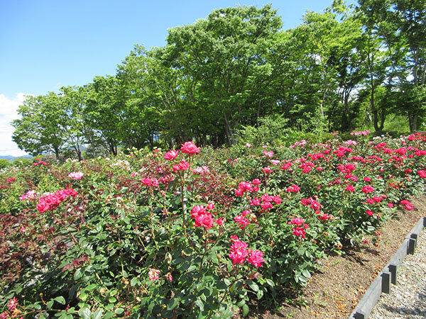 バラ園