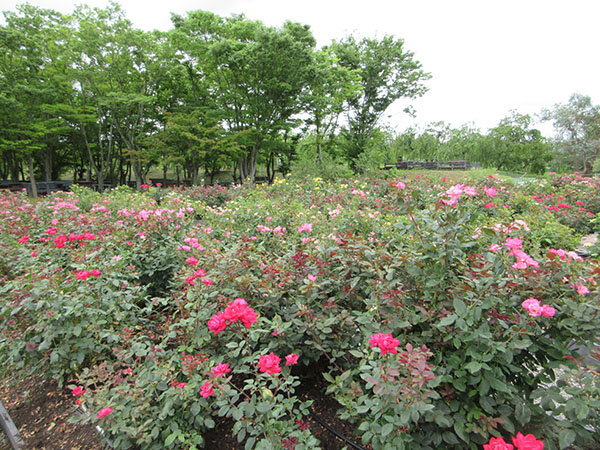 バラ園