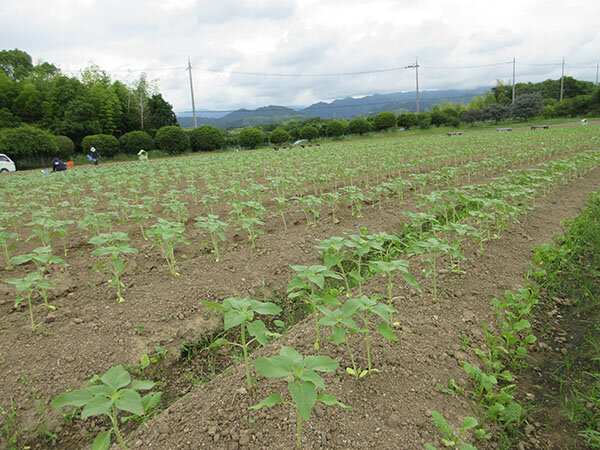 ひまわり