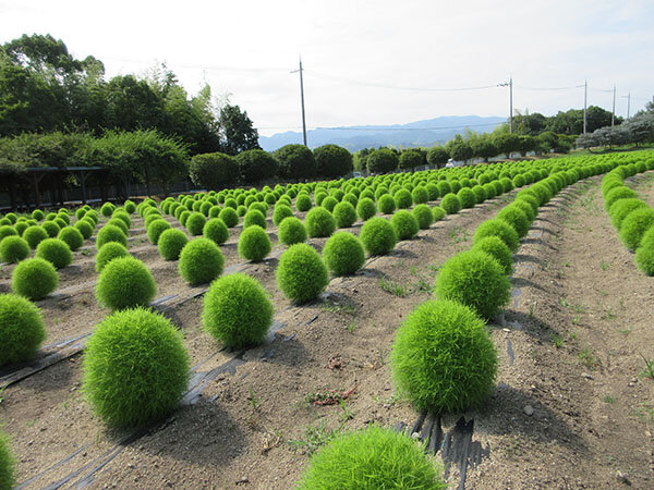 ひまわり