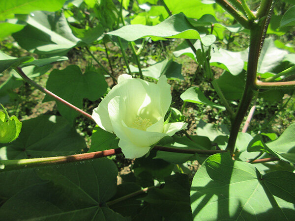 綿花