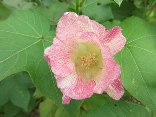 綿の花